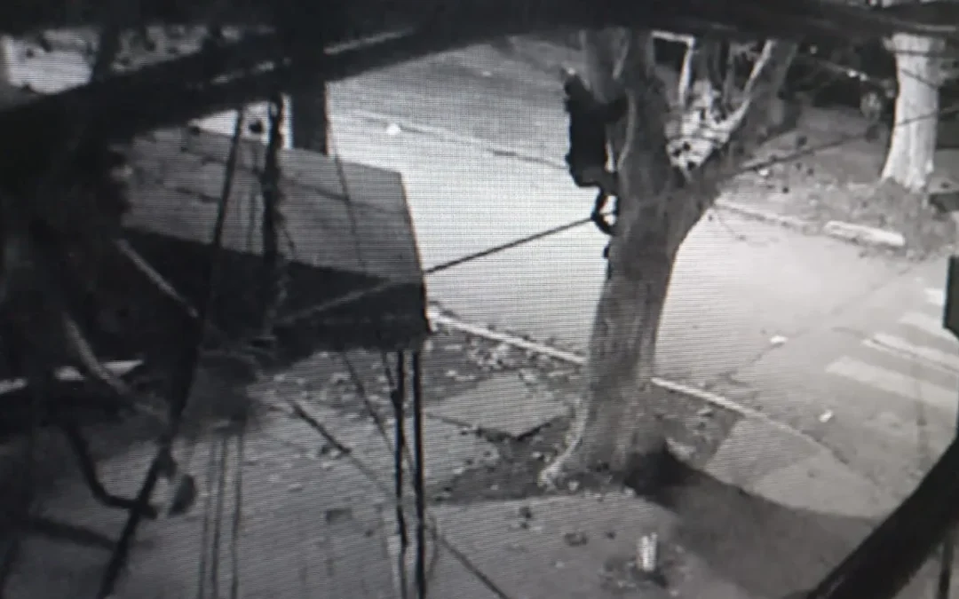 Trepan a los árboles para sustraer el  cableado telefónico
