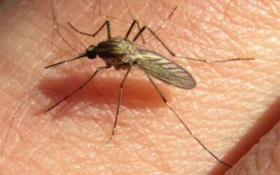 Ola de mosquitos: ¿cómo reconocer las especies que circulan en la región?