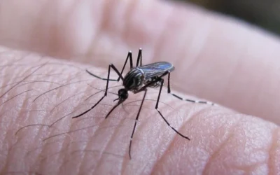 Dengue: ya hay 29 municipios con brotes y 11 víctimas fatales en la provincia