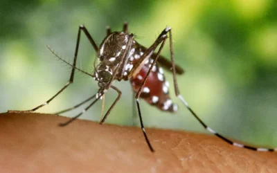 Florencio Varela entre los municipios con alto índice de Dengue: Ya  son más de 7 mil casos confirmados en la provincia de Buenos Aires