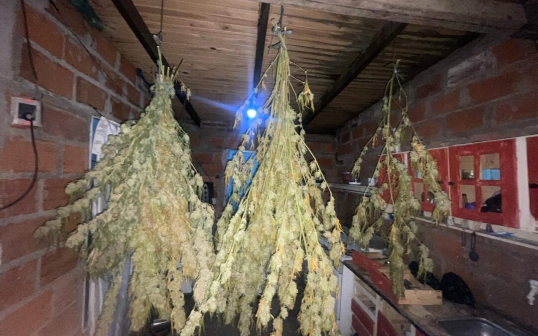 Villa Hudson: Desbaratan plantación  y secadero productor de Marihuana
