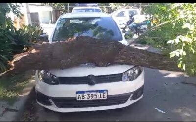 Estaba escrito y publicado que el arbolado público representa un serio peligro por su falta de atención