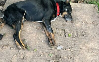 La Capilla: envenenan  a 10 perros del refugio  «La Banda de Sarita»