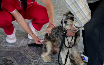 Atención veterinaria gratuita en la plaza San Juan Bautista