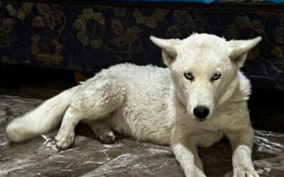 Allanaron a una dealer paraguaya en Varela y le encontraron un lobo blanco