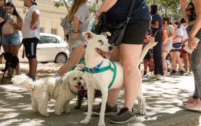 Día del Animal: una jornada para celebrar y cuidar a las mascotas