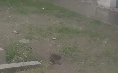 Ratas invaden el sector de alcaidía del Complejo Penitenciario de La Capilla, en Florencio Varela (Vídeos)