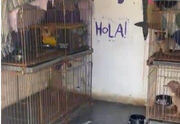 Allanamiento en Ingeniero Allan: rescataron 87 perros  y aprehendieron a la dueña de un criadero clandestino