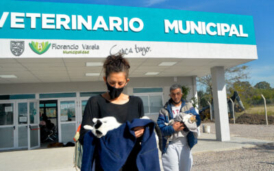 Florencio Varela: Denuncian al centro veterinario  tras la muerte de un gato durante una castración