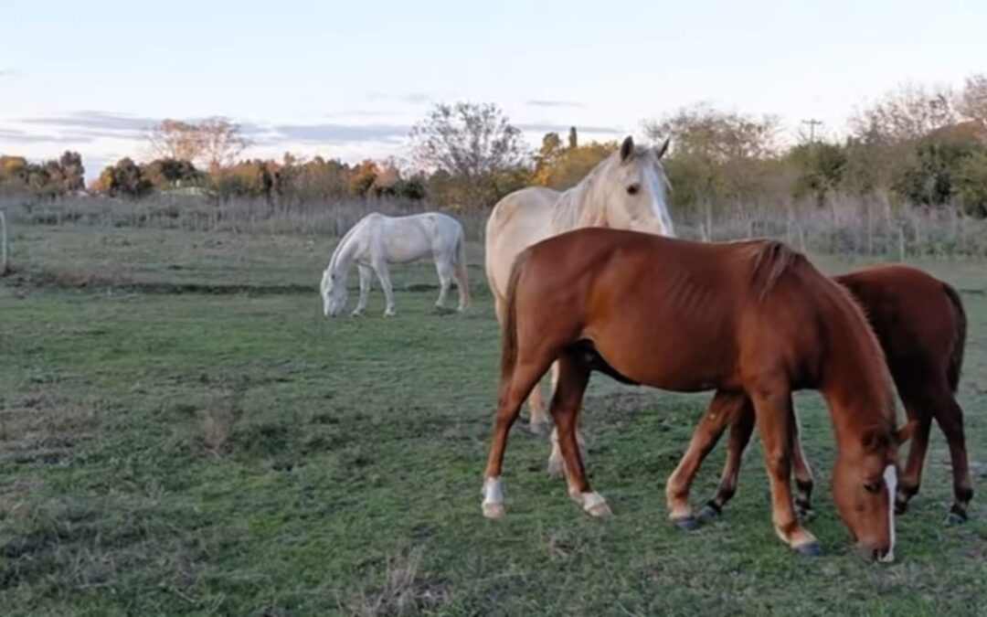 Maltrato animal: imponen reglas de conducta por  dos años a imputado en maltratar a dos caballos