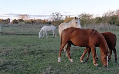 Maltrato animal: imponen reglas de conducta por  dos años a imputado en maltratar a dos caballos